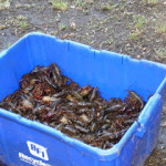 Our first crawfish boil…
