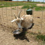 This is why we don’t have goats…