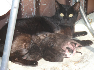 cat with kittens nursing